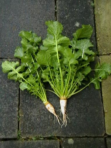 Billede af plante